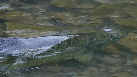 Closeup of salmon swimming and hovering in place in shallow water 動画素材 94860132