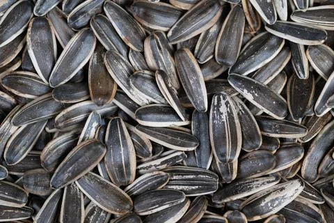 Closeup of salted sunflower seed composition and textures. Detailed imagery of w Stock Photos