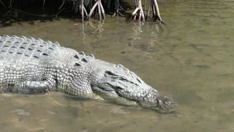Closeup of a saltwater crocodile Video stock 204995031