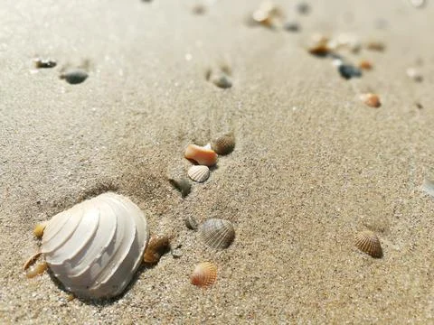 Closeup sand beach with shell on blurry background. Stock-Fotos