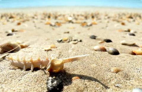 Closeup sand beach with shell on blurry background. Stock-Fotos