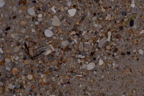Closeup Sand Texture Background with Fine Grains and Sea Shells Stock Photos