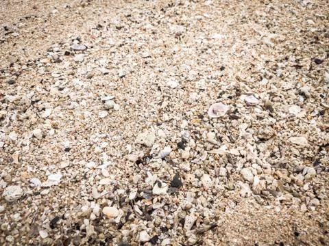 Closeup Sand Texture Background with Fine Grains and Sea Shells. Abstract Foto stock