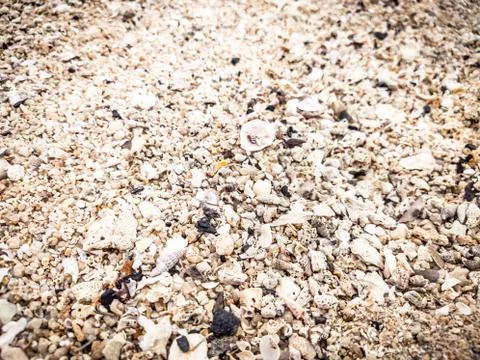 Closeup Sand Texture Background with Fine Grains and Sea Shells. Abstract Stock Photos