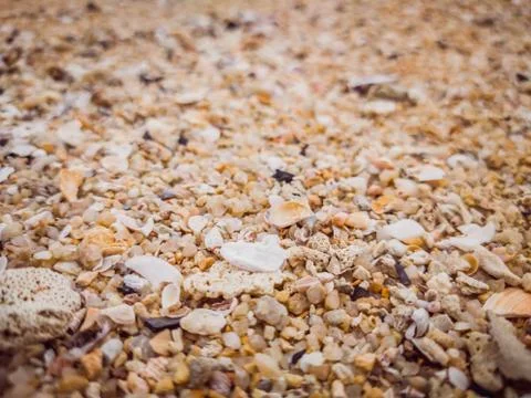 Closeup Sand Texture Background with Fine Grains and Sea Shells. Abstract Foto stock