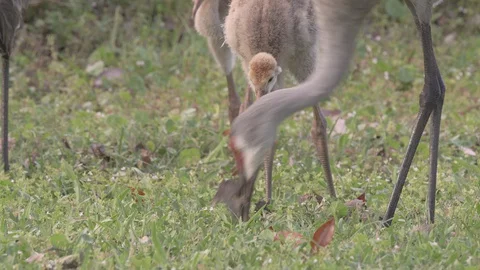 Closeup Sandhill crane bird digs feeding worm to chick in Orlando Florida Stock Footage 127788397