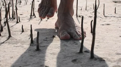 Closeup sandy bare feet walking among young mangrove spikes on beach Video stock 49499157