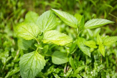 Closeup of sapling Stock Photos