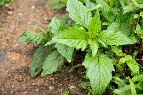 Closeup of sapling Stock Photos