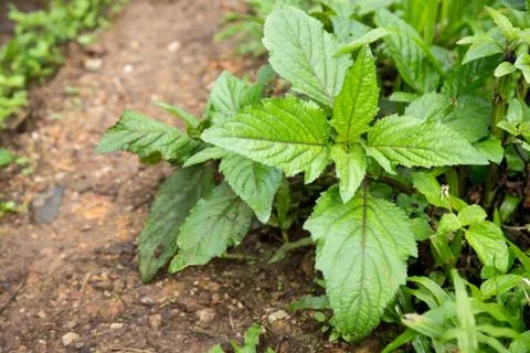 Closeup of sapling Foto stock