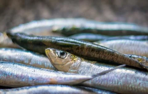 Closeup on sardines in the kitchen Stock Photos