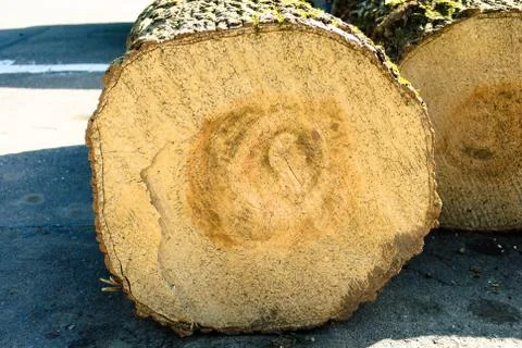Closeup saw cut tree trunk. Growth rings on a saw cut of a tree trunk. Stock Photos