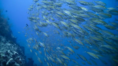 Closeup of Scads || Large amount of fish Stock Footage 149965218