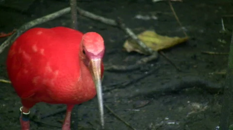 Closeup of a Scarlet Ibis Stock Footage 360475