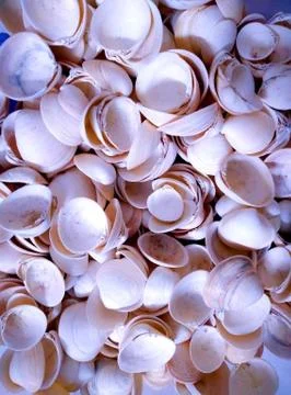 Closeup of scattered oyster shells with a blue tone pomegranate Stock Photos