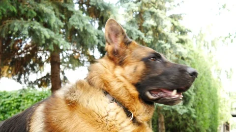 Closeup scene of a beautiful german shepherd dog while looking around in the Stock Footage 94696781