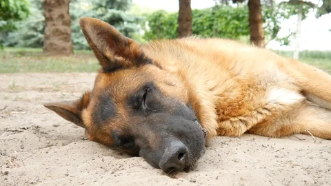 Closeup scene of a beautiful german shepherd dog while looking around in the Stock Footage 94699732