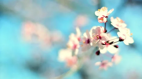 Closeup scene of blooming pink cherry branch on teal sky background. Видео 60085479
