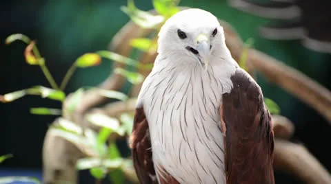 Closeup scene of hawk Stock Footage 26327450