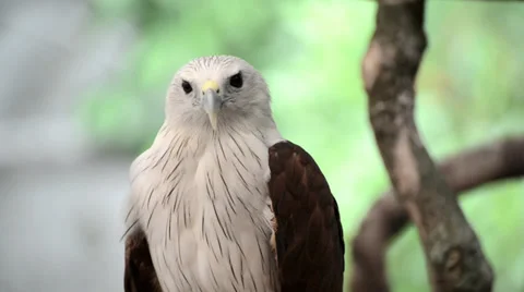 Closeup scene of hawk, the powerful predator Video stock 38492688