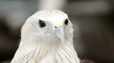 Closeup scene of hawk, the powerful predator Video stock 38493164