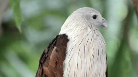 Closeup scene of hawk, the powerful predator Video stock 38494762