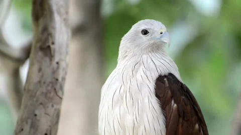 Closeup scene of hawk, the powerful predator Stock Footage 39629561