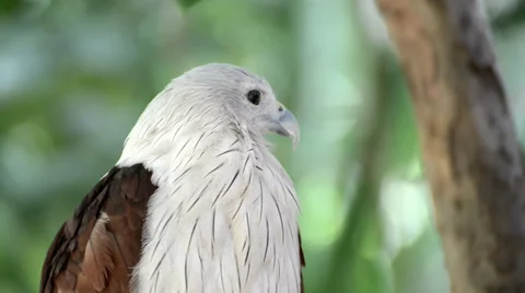 Closeup scene of hawk, the powerful predator Stock Footage 39631241