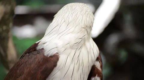 Closeup scene of hawk, the powerful predator Stock Footage 40649518