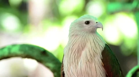 Closeup scene of hawk, the powerful predator Stock Footage 44408244