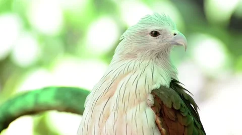 Closeup scene of hawk, the powerful predator Stock Footage 44460033