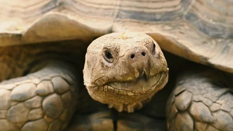 Closeup scene of tortoise Video stock 203193626