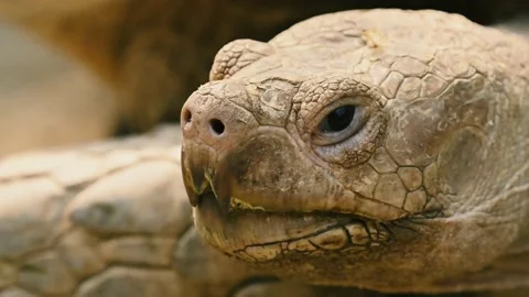 Closeup scene of tortoise Video stock 203194749