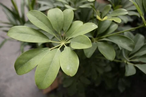 Closeup of Schefflera Leaves Stock Photos