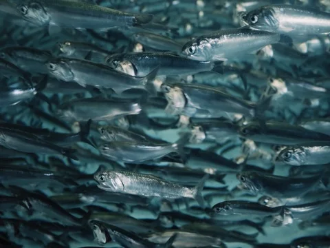 Closeup of a school of anchovy fish. Video stock 85246647