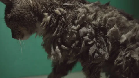 Closeup scruffy fur Stock Footage 171540818