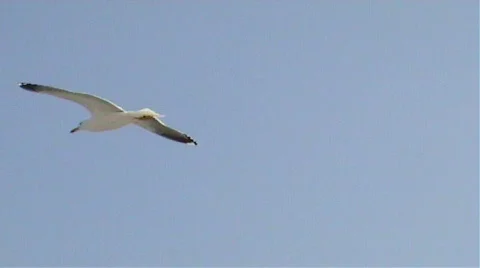 Closeup of sea-gull inflight Stock Footage