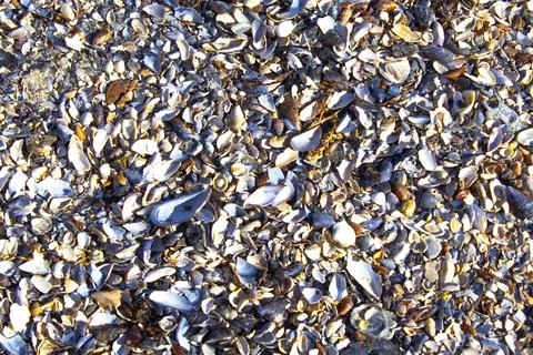 Closeup sea shells background texture 库存照片