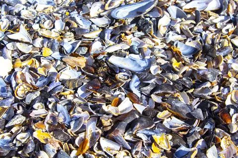 Closeup sea shells background texture Stockfoto's