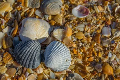 Closeup sea shells on beach with broken shells, pieces and sand Summer beach Stock Photos