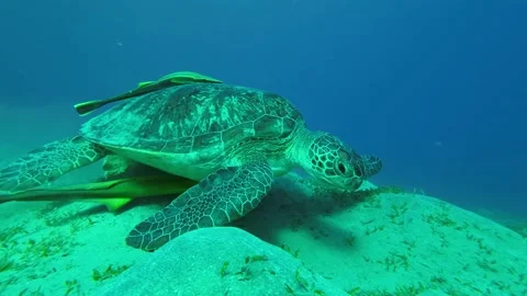 Closeup of sea turtle eats sea grass on the sea sandy bottom. Slow motion Video stock 230504524