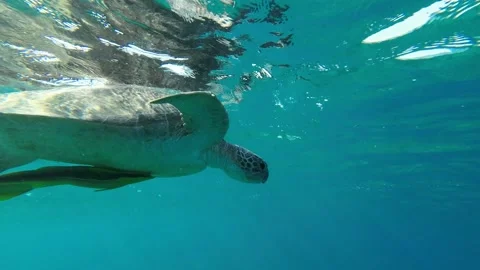 Closeup of a sea turtle lies on the surface of the water and looks around. Stock Footage 230504992