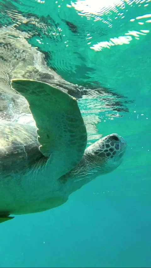 Closeup of a sea turtle lies on the surface of the water and looks around. Video stock 232764542