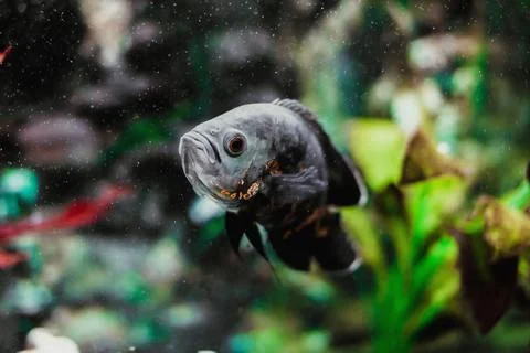 Closeup of sea turtle	 Stock Photos