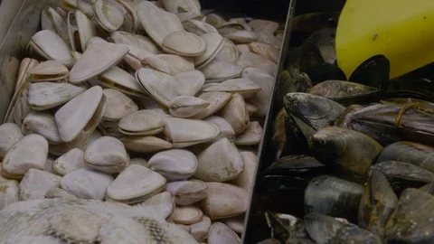 Closeup of seafood at market Stock Footage 90407144