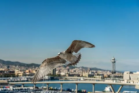 Closeup of a seagull at Barcelona waterfront Stock Photos