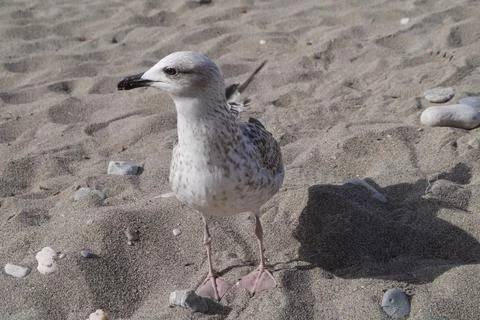 Closeup of a seagull on the beach looking somewhere Stock Photos