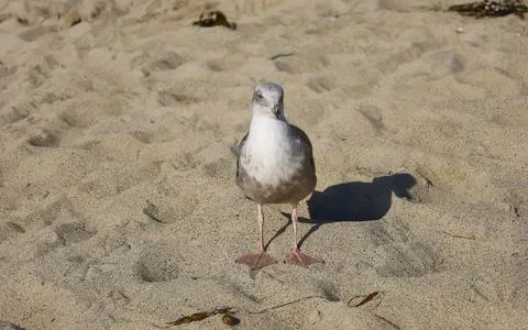 Closeup of a seagull on the beach Stock Photos
