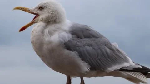 Closeup of a seagull, cloudy sky. Stock Footage 270644818