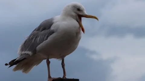 Closeup of a seagull, cloudy sky. Stock Footage 270644976